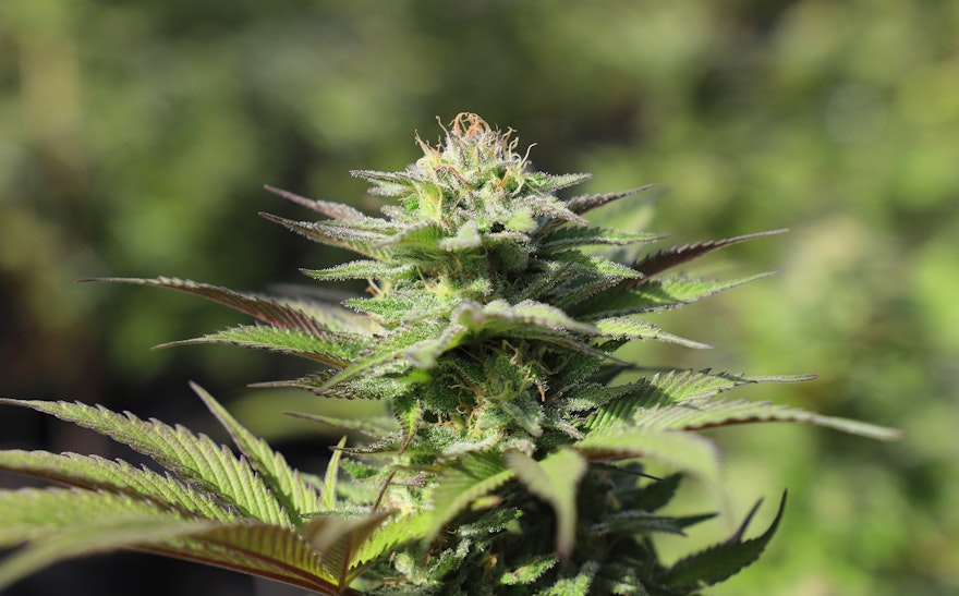Which States Voted for Marijuana Legalization in 2020?