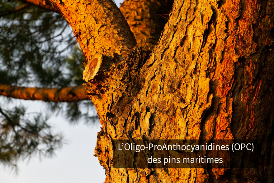  Oligo-ProAnthocyanidines (OPC) des pins maritimes actif très renommé