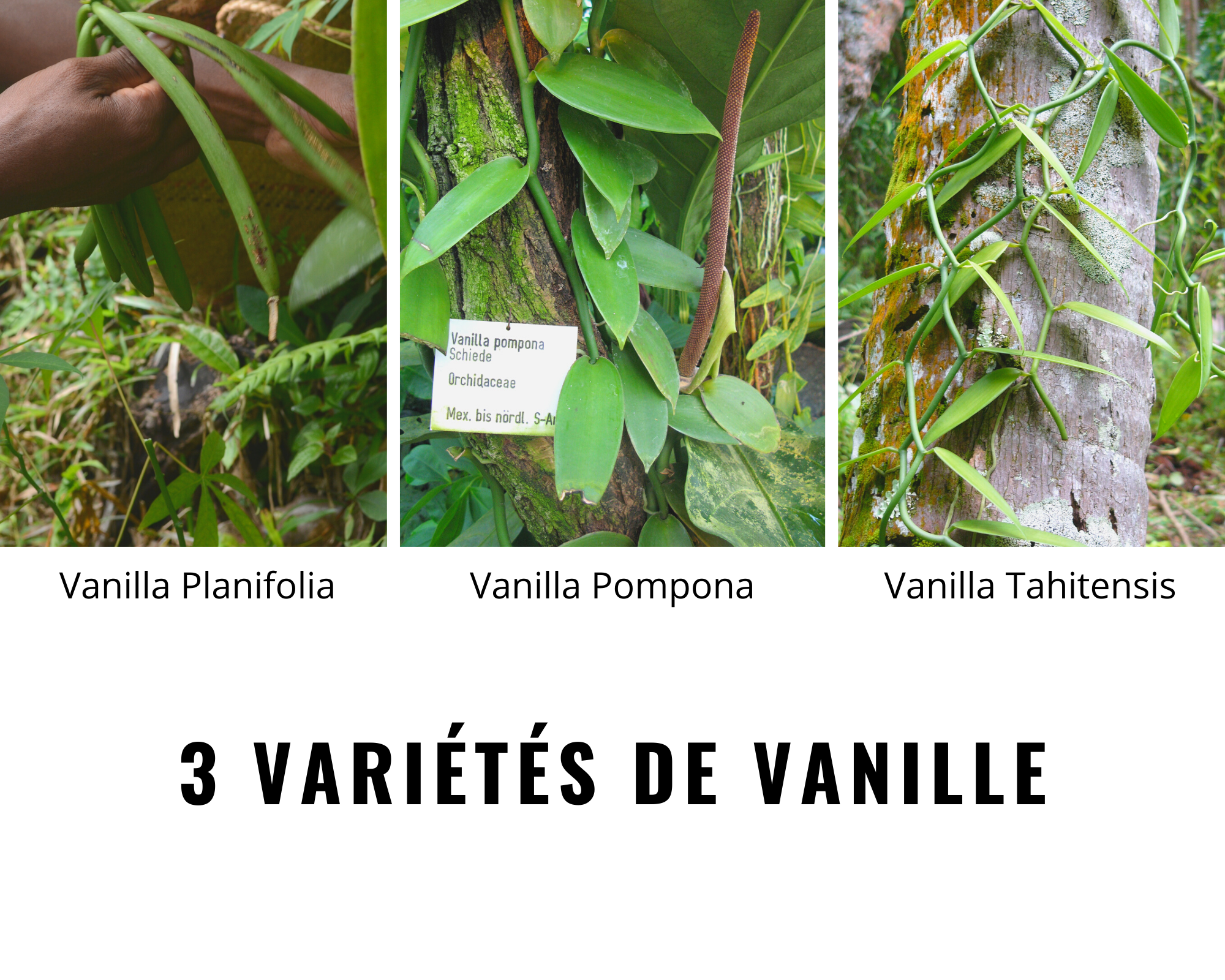 3 variétés de vanille.png