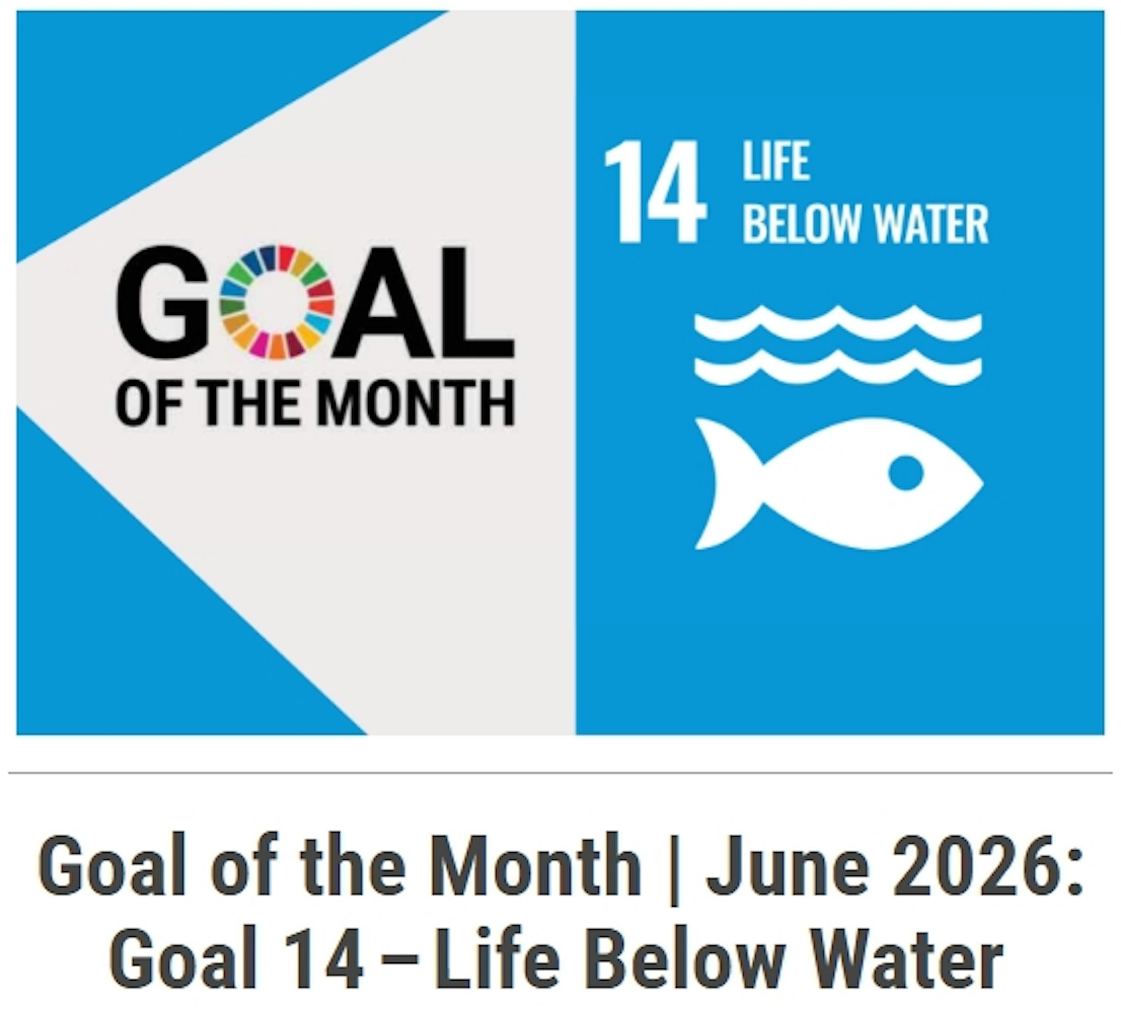 June 2026 Case Study: How Public Procurement became a Turning Point for Shark Conservation in Brazil, and a Model for Advancing SDG 14