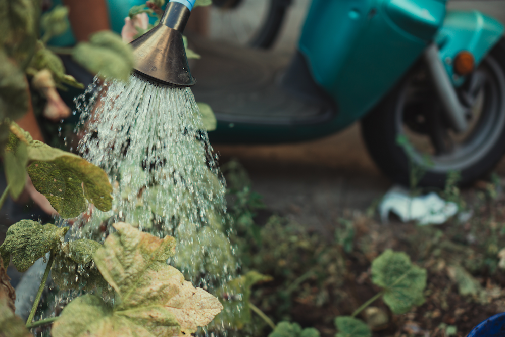 watering plants