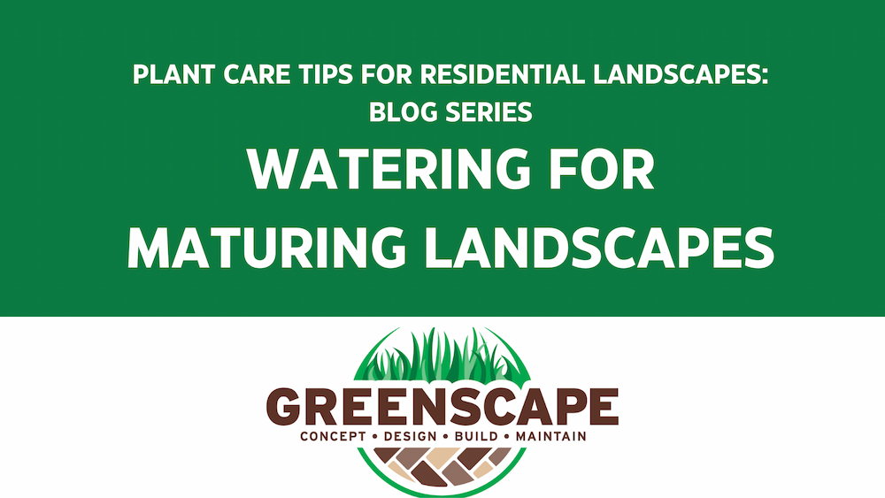 watering for maturing landscapes