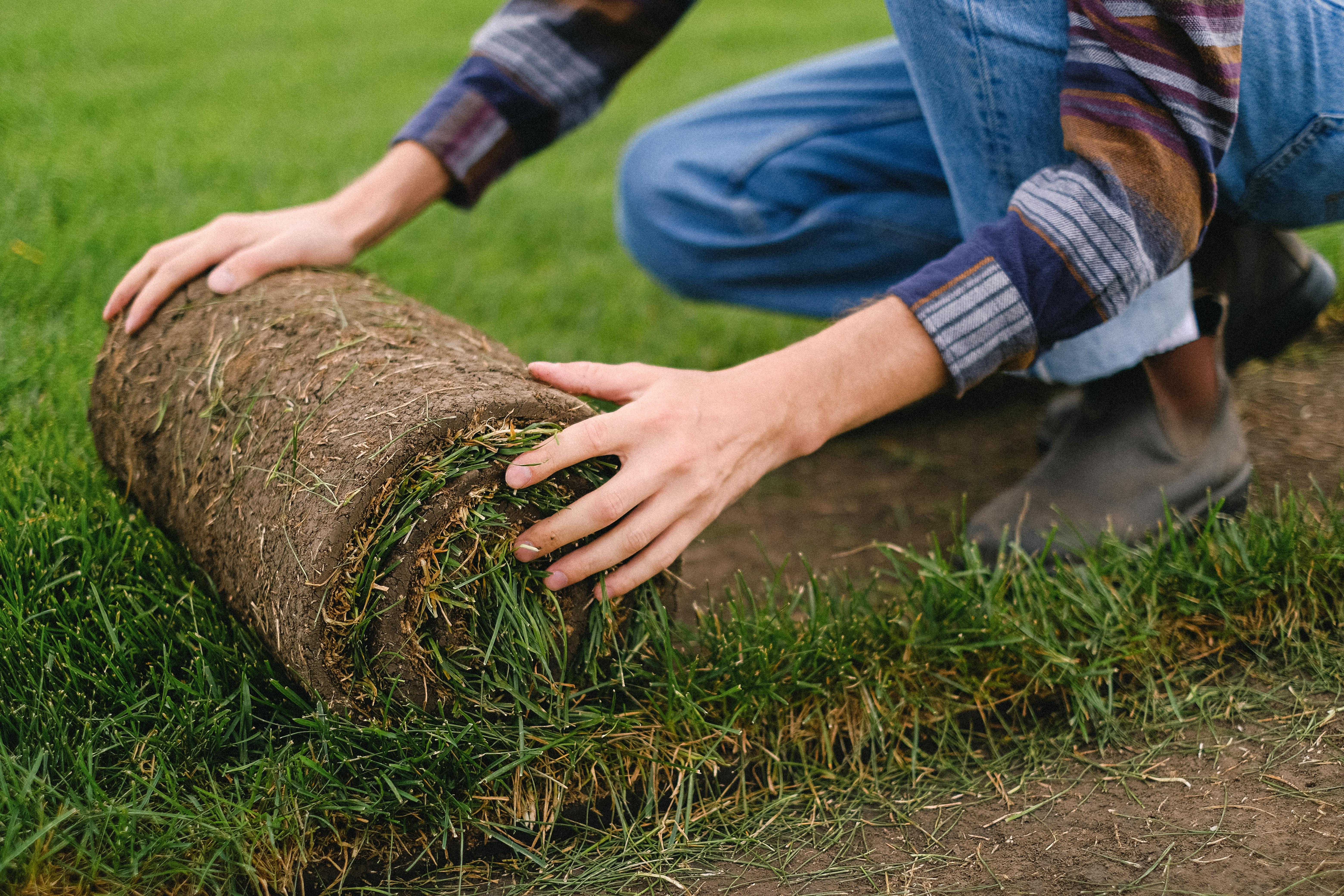 seeded lawns