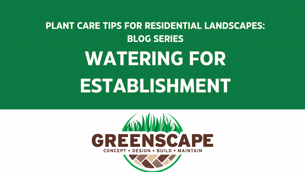 watering for establishment