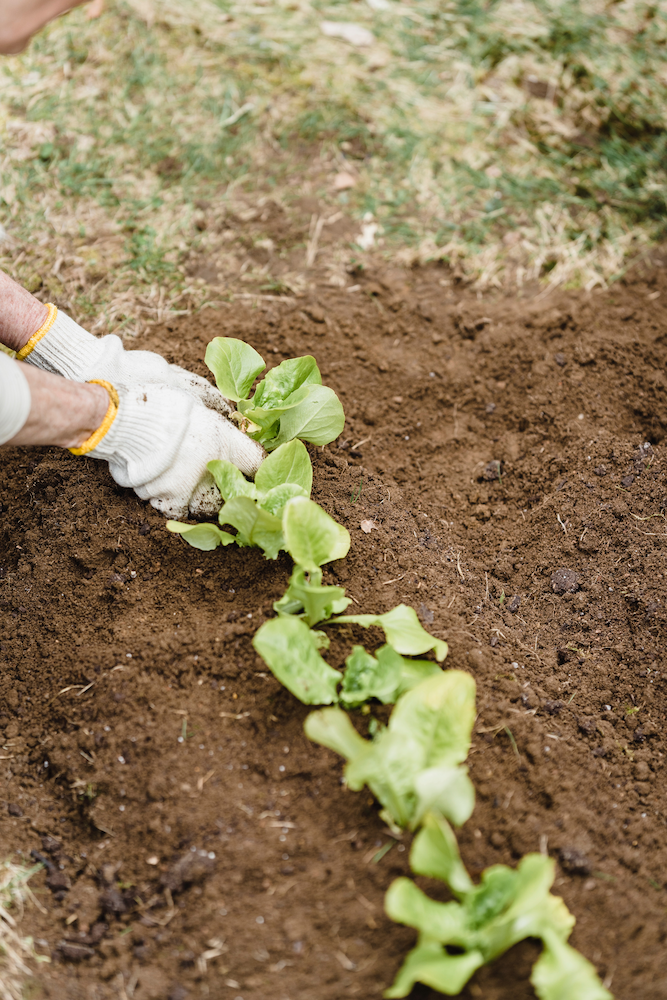 fertilizing plant