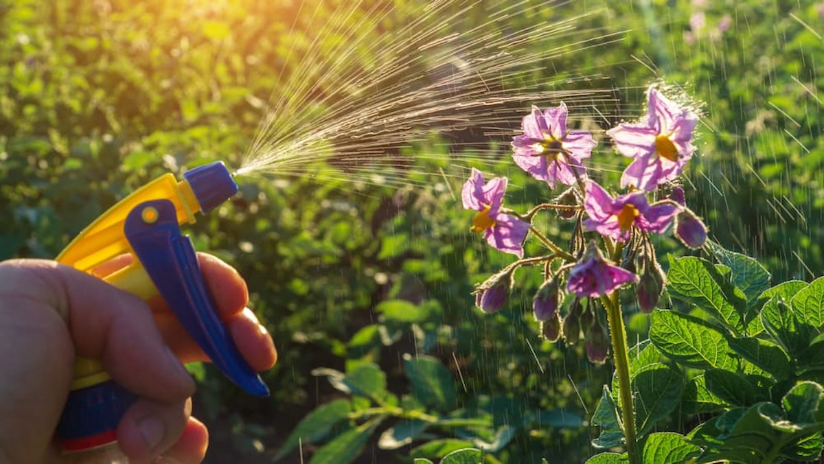 insect control on flower