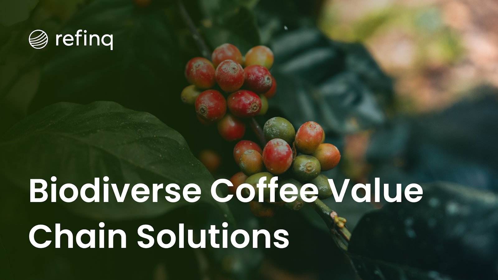 Biodiverse Coffee Value Chain Solutions