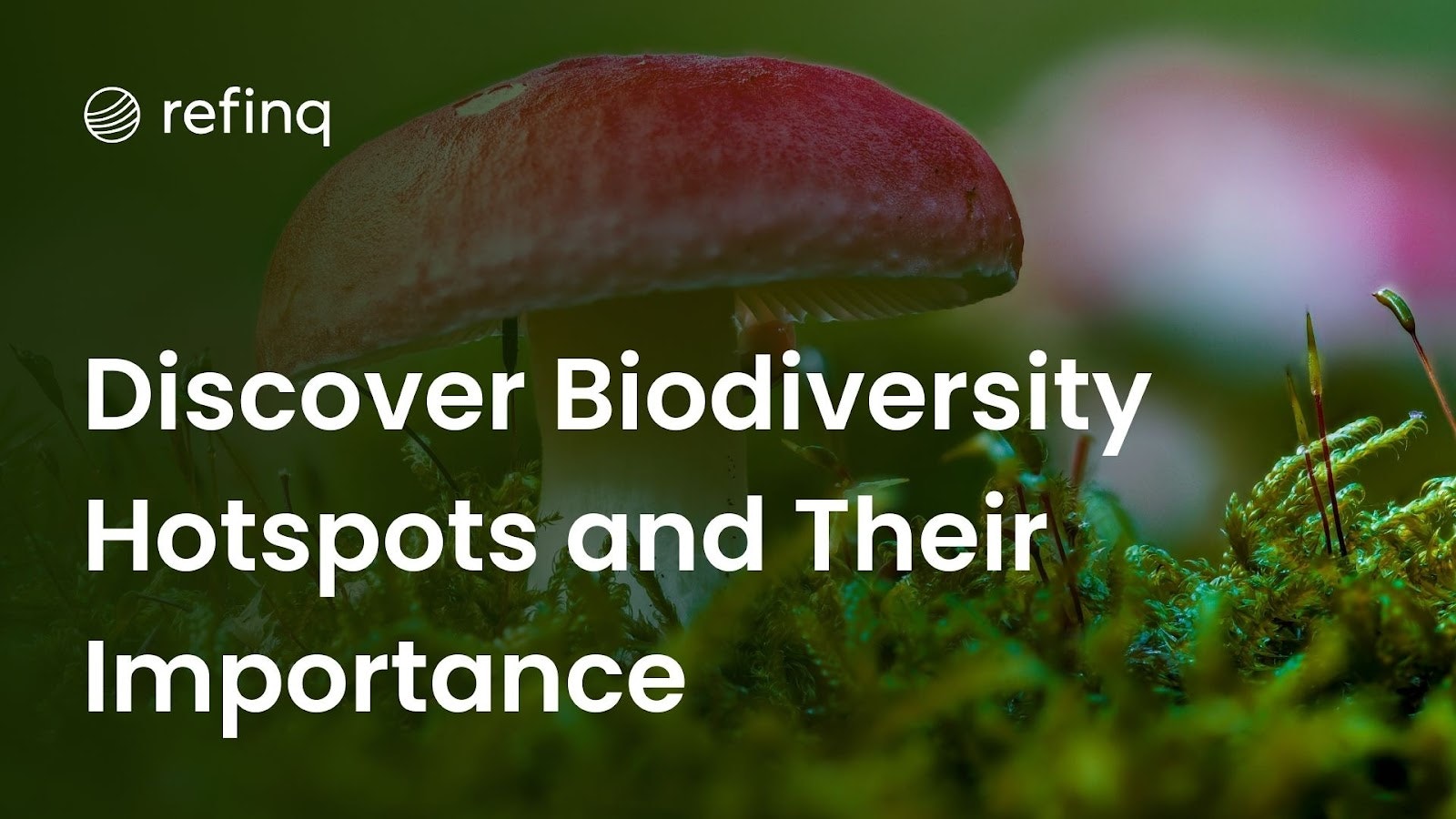 Discover Biodiversity Hotspots and Their Importance