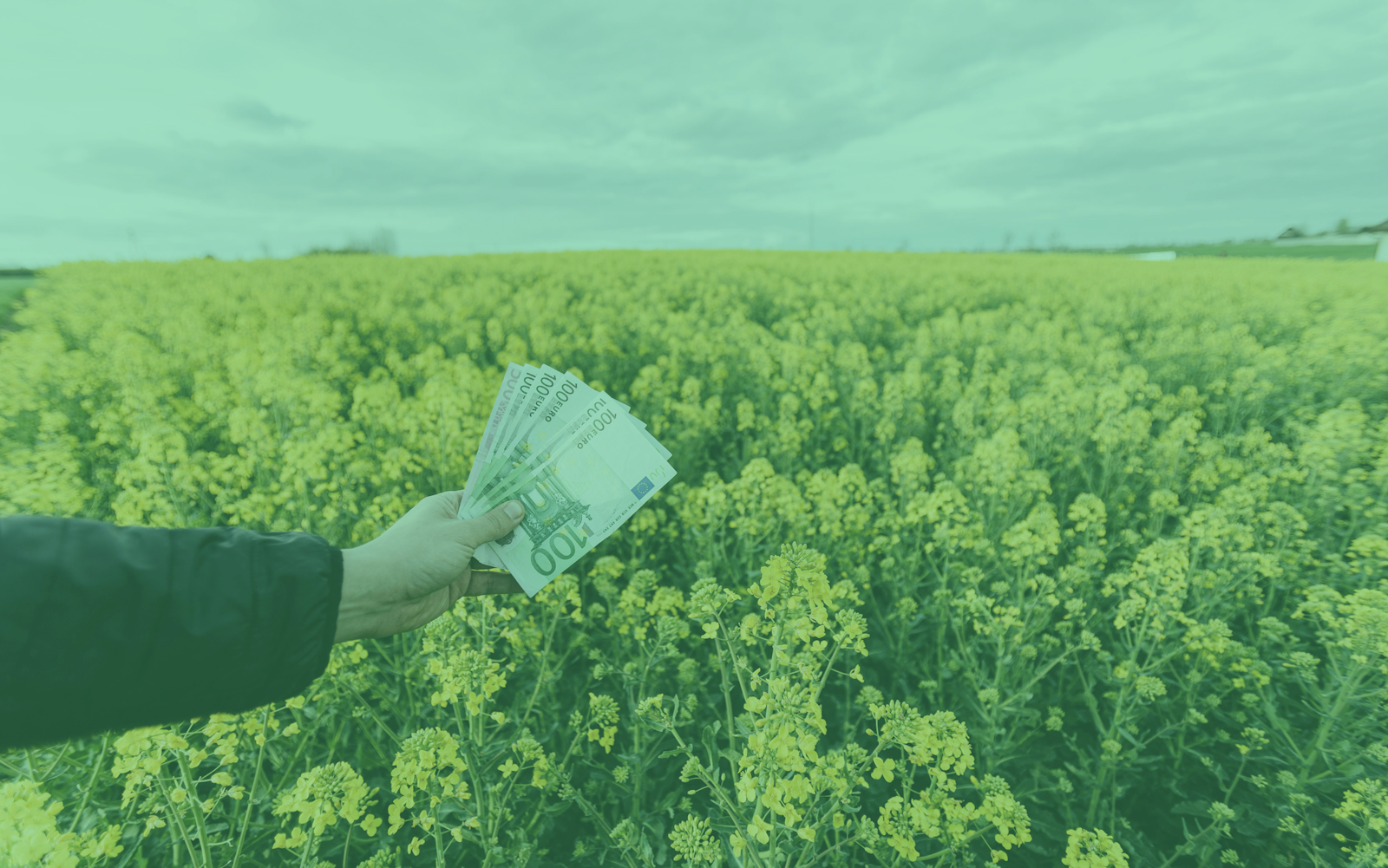 money in front of a field of flowers