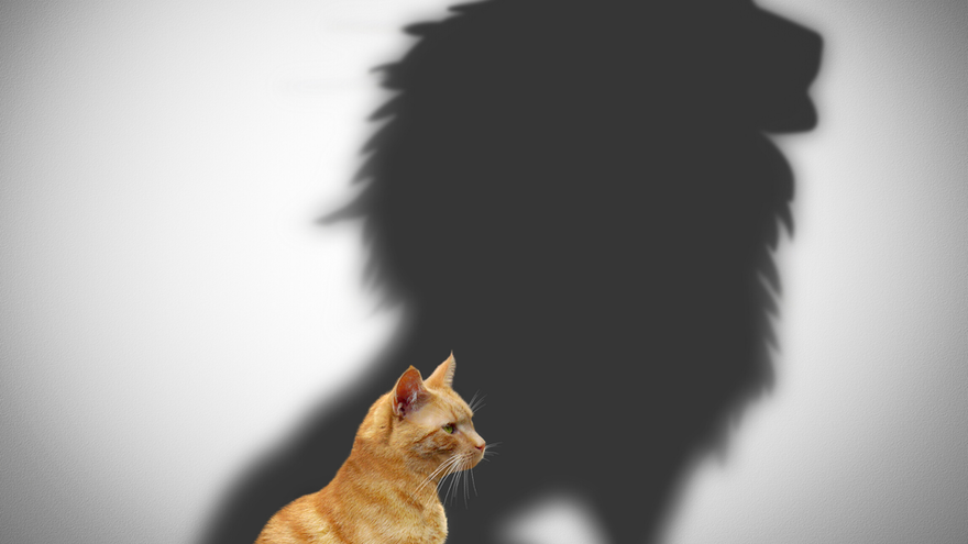 "Je suis capable de" : le No Code et l'ego
