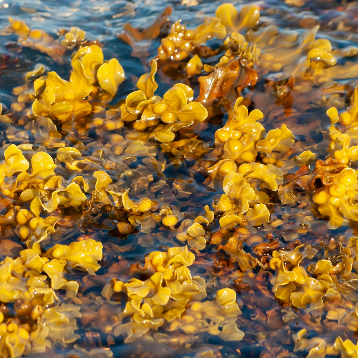 fucus vesiculosus seaweed