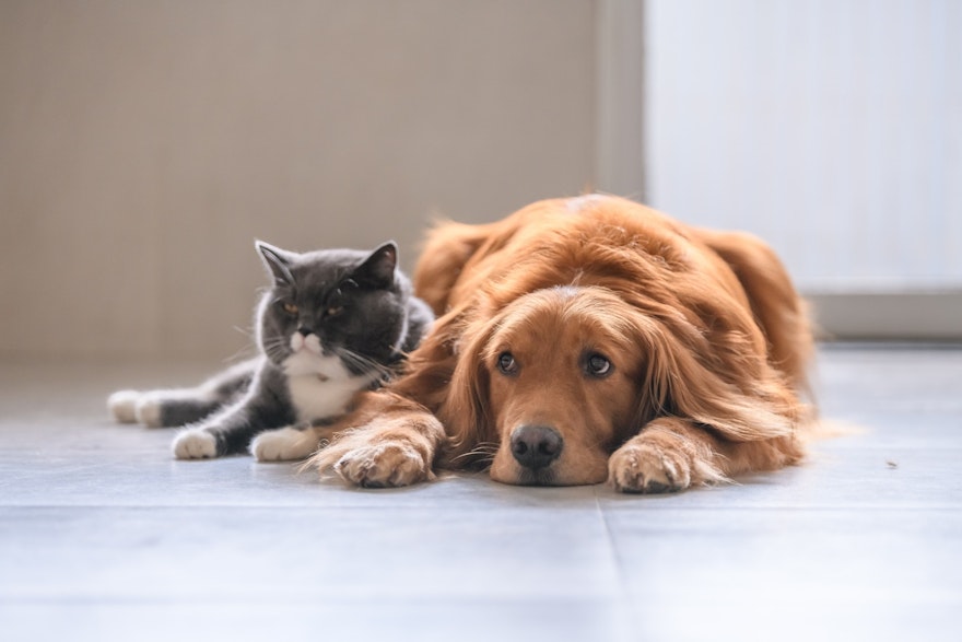Renting with pets: 9 tips to have a stress-free move to your new rental