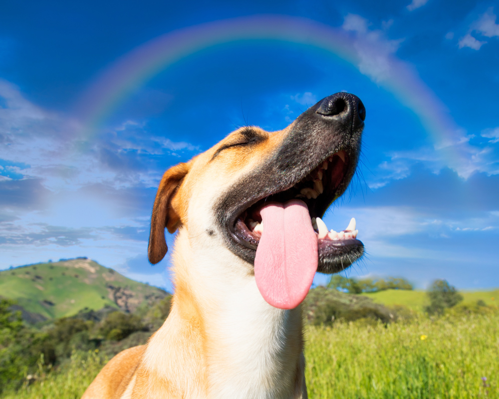 low-angle-shot-cute-dog-captured-rainbow-blue-sky.jpg