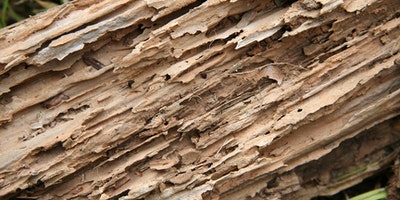 feuillures-termites