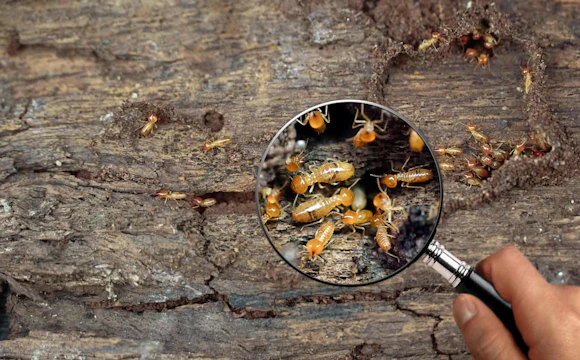 Termites en Sarthe : diagnostic obligatoire depuis septembre 2026