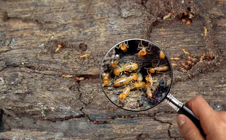 traitement termites : bois, prix, méthodes