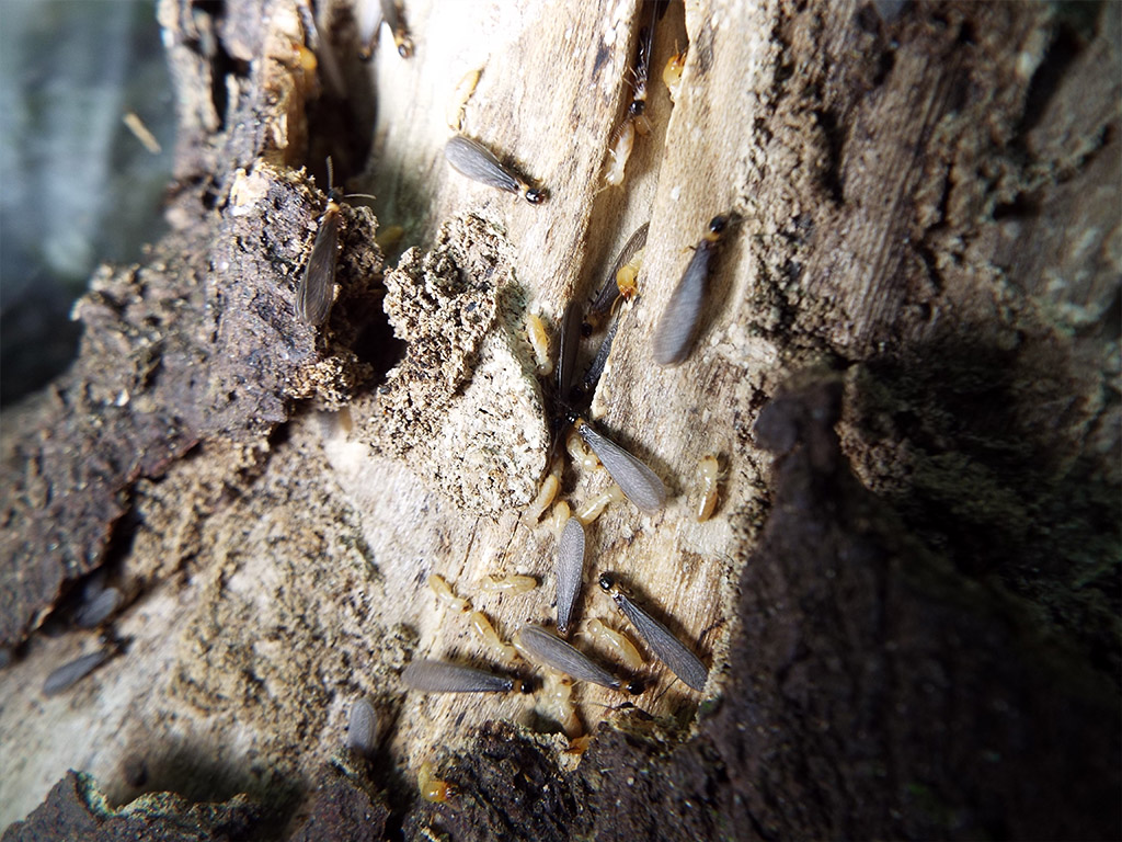 termites-volantes-noires.jpeg
