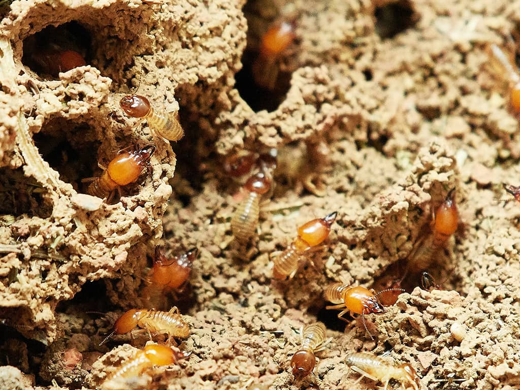 termites-diagnostic-immobilier.jpg