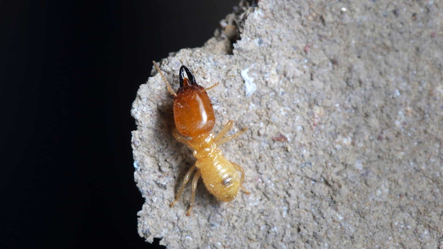 termites toulon