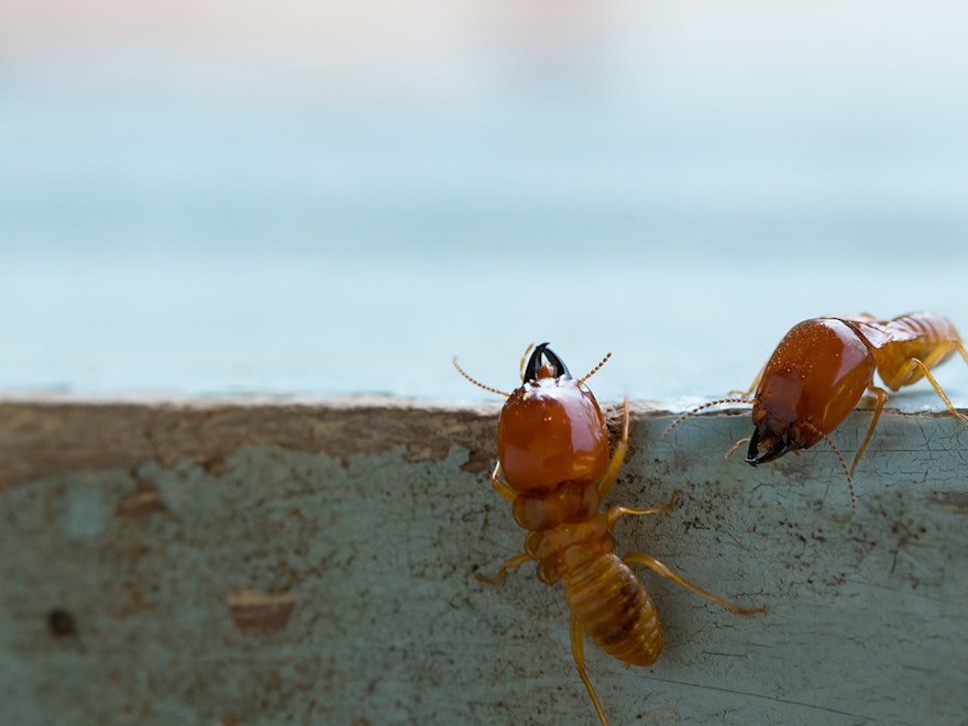Termites : Définition