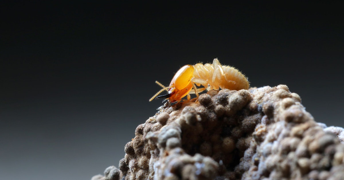 The fight against termites in Bordeaux