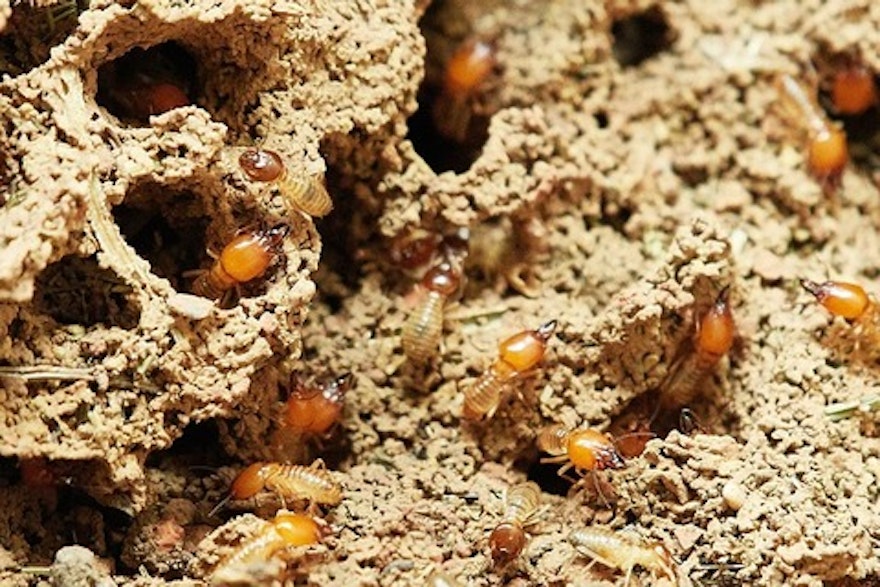 termite bois