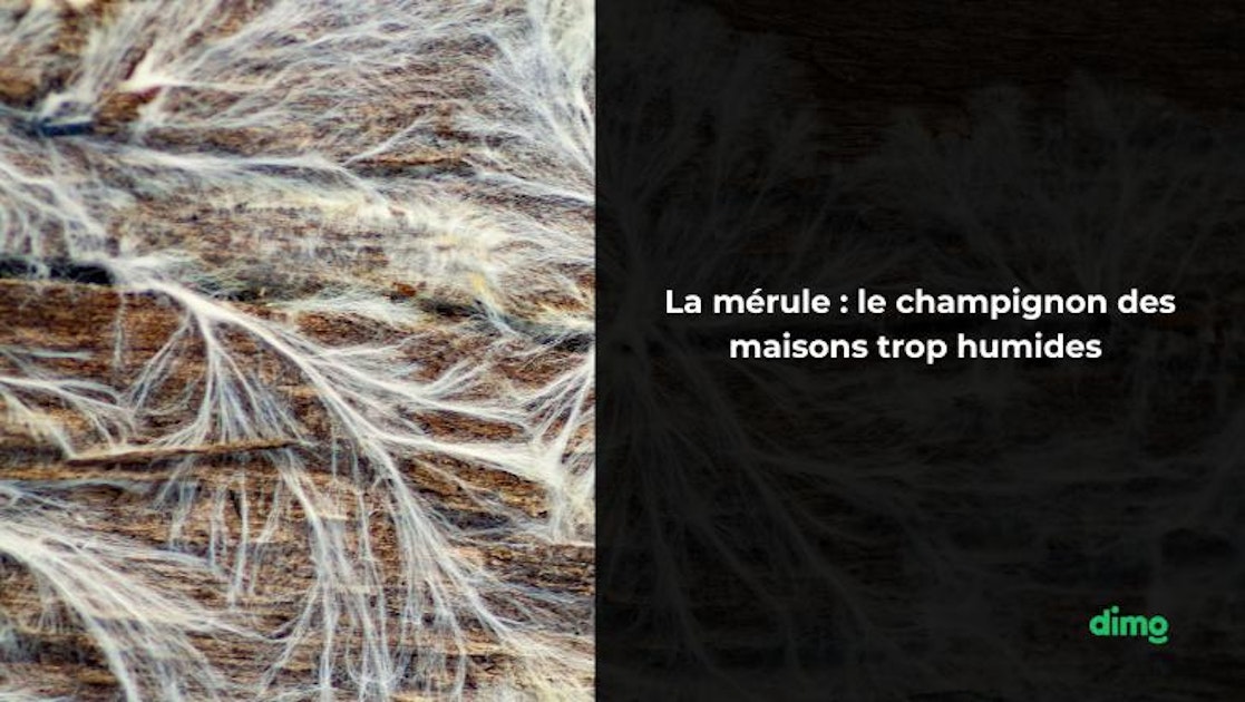 La mérule le champignon des maisons trop humides — free download