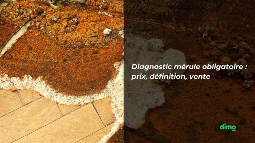 diagnostic merule obligatoire : experience terrain dimo