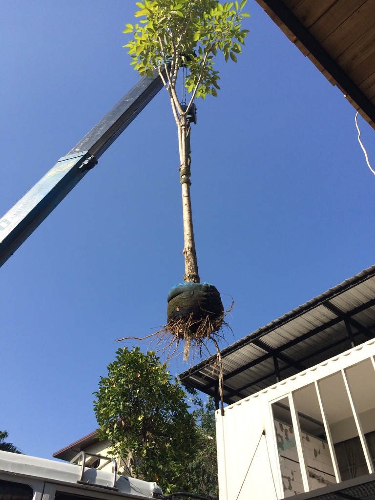 The Yard delivery of tree Bangkok