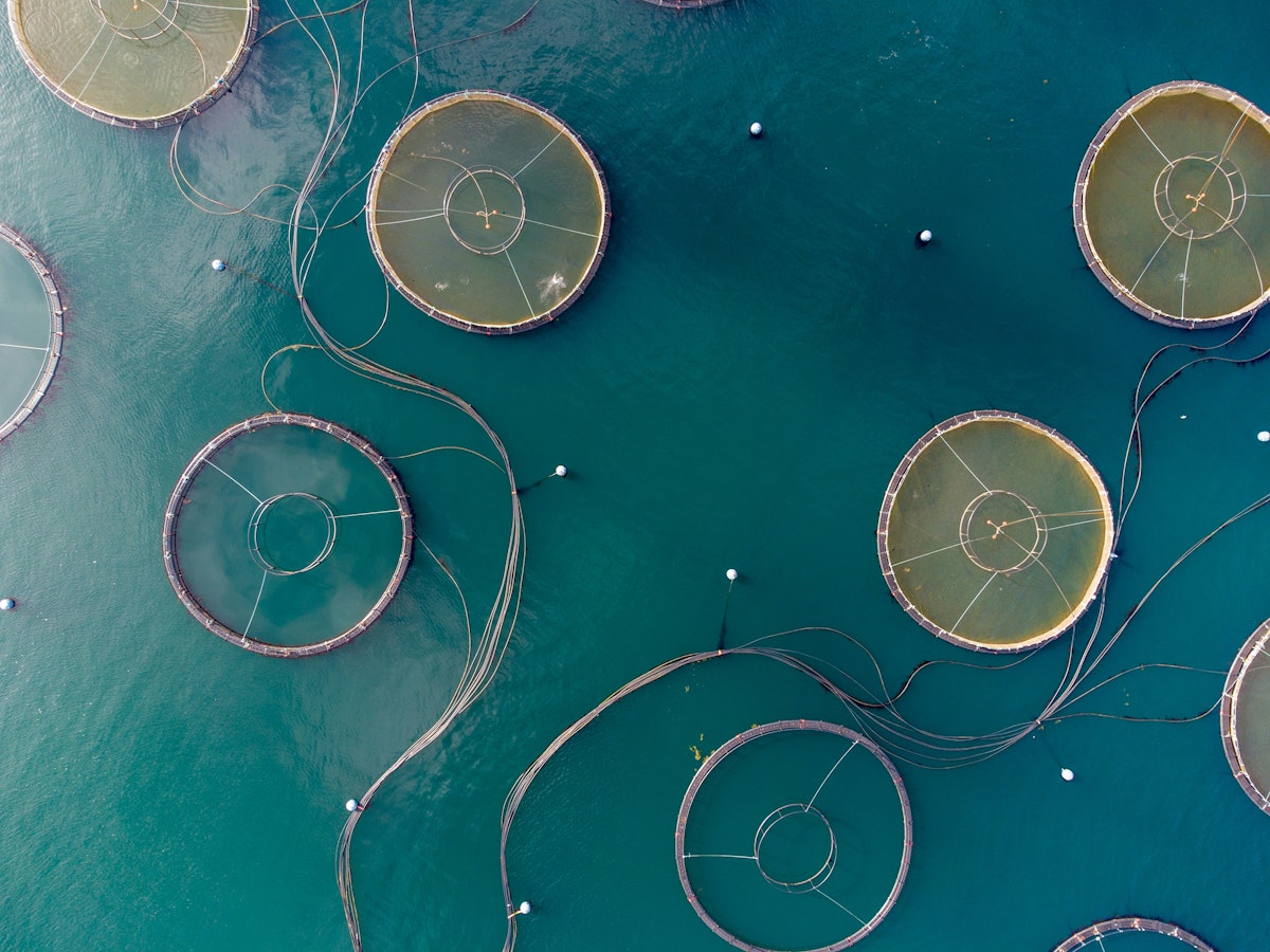 A Practical Guide to Operational Welfare Indicators (OWIs) in Aquaculture