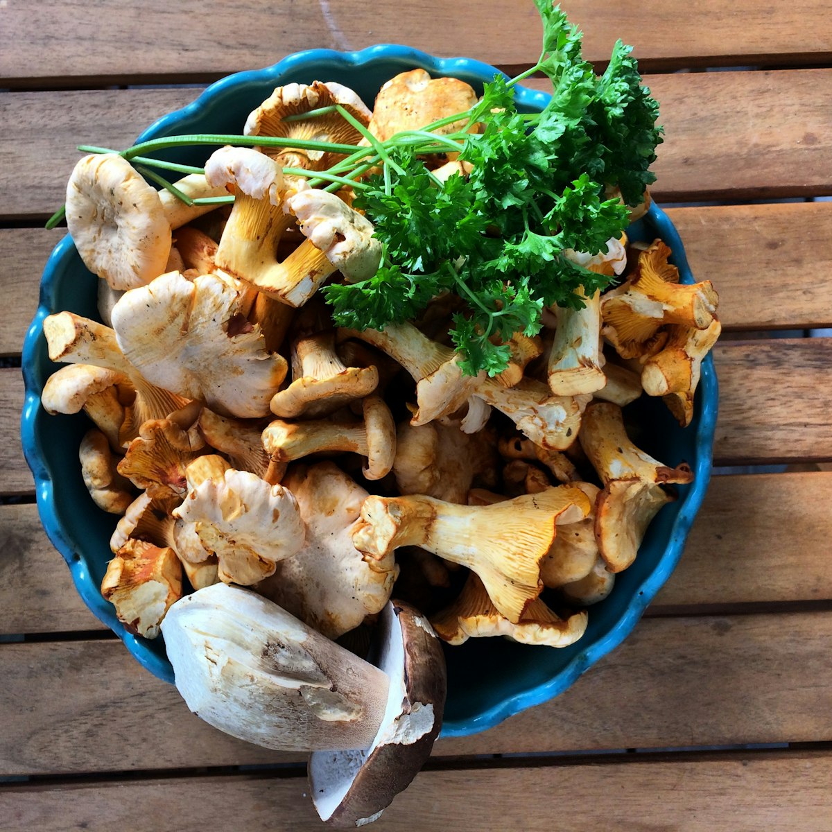 Sommerens svampe (juni, juli og august)