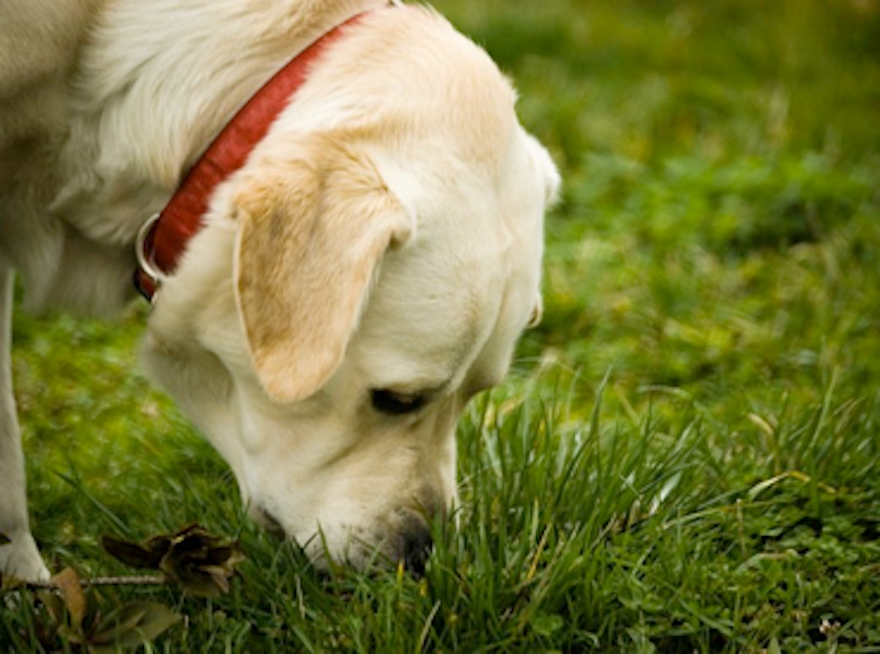 Un perro se deja llevar por un olor que le cautiva