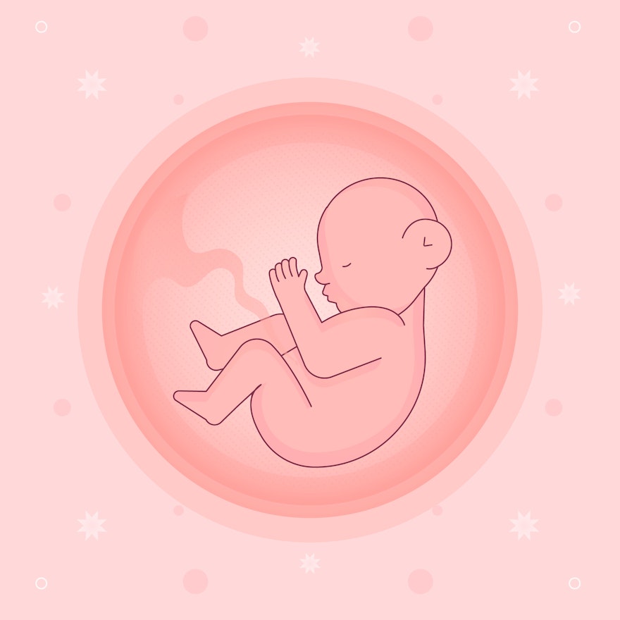 What is the placenta, and how does it work?