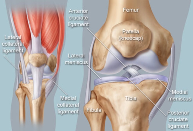knee anatomy.jpg