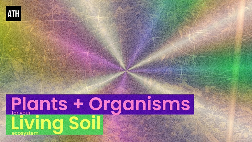 Best Plants and Organisms for Your Living Soil Ecosystem