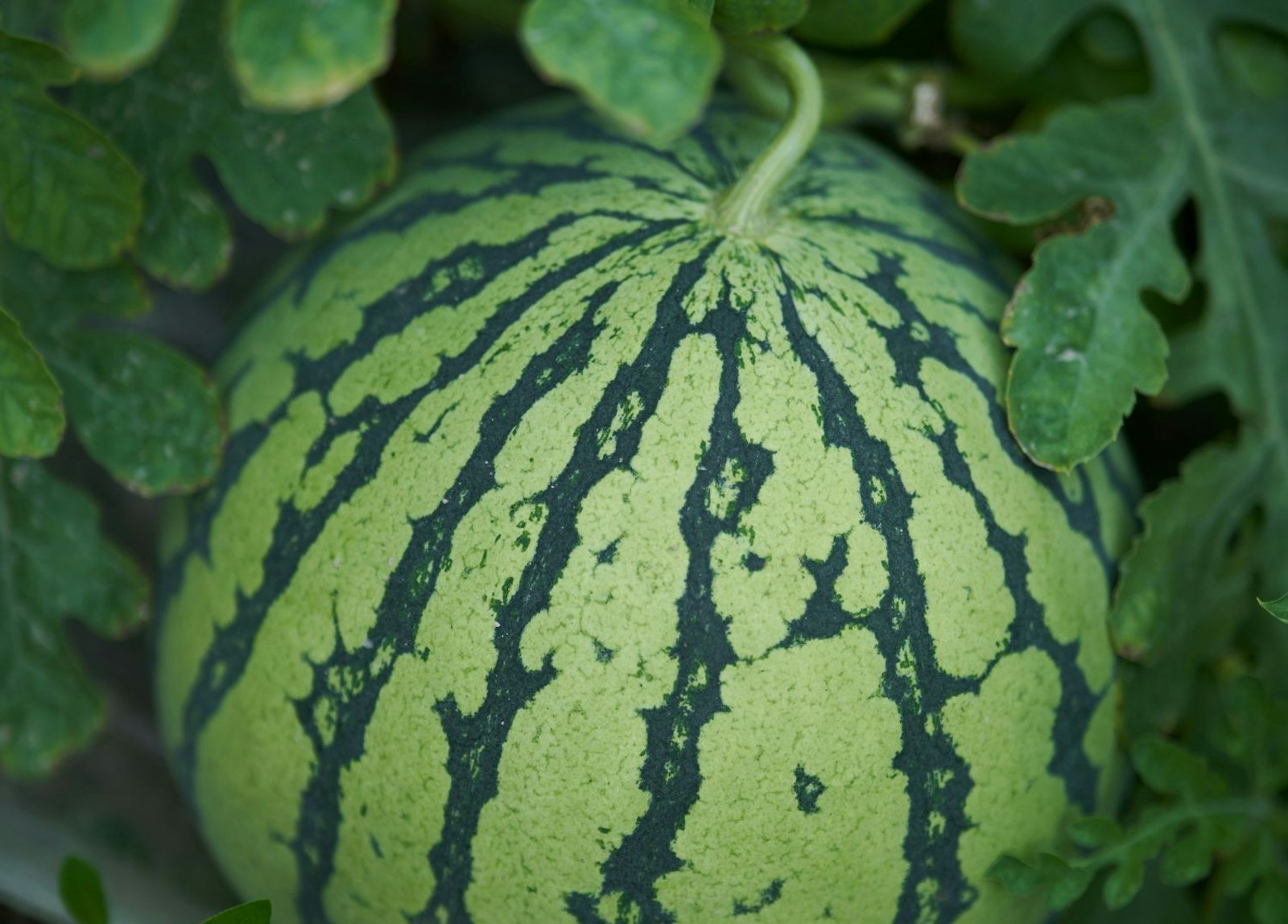 Watermelon Seed Genetics Affect Fruit Quality