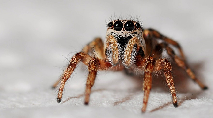 A guide to Web Scraping without getting blocked