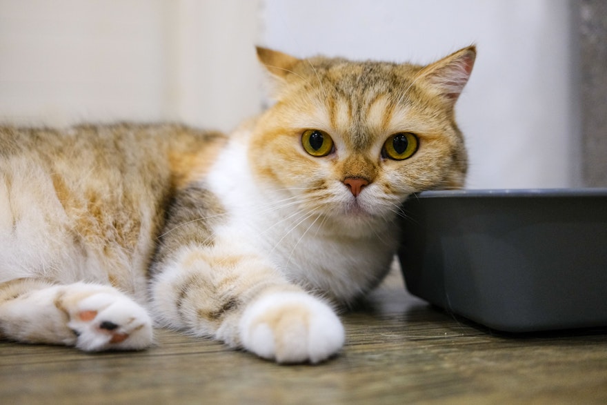 chat litière