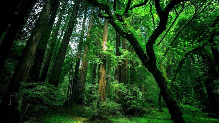 Need for Pre-financing to achieve Scale in the Carbon offset market