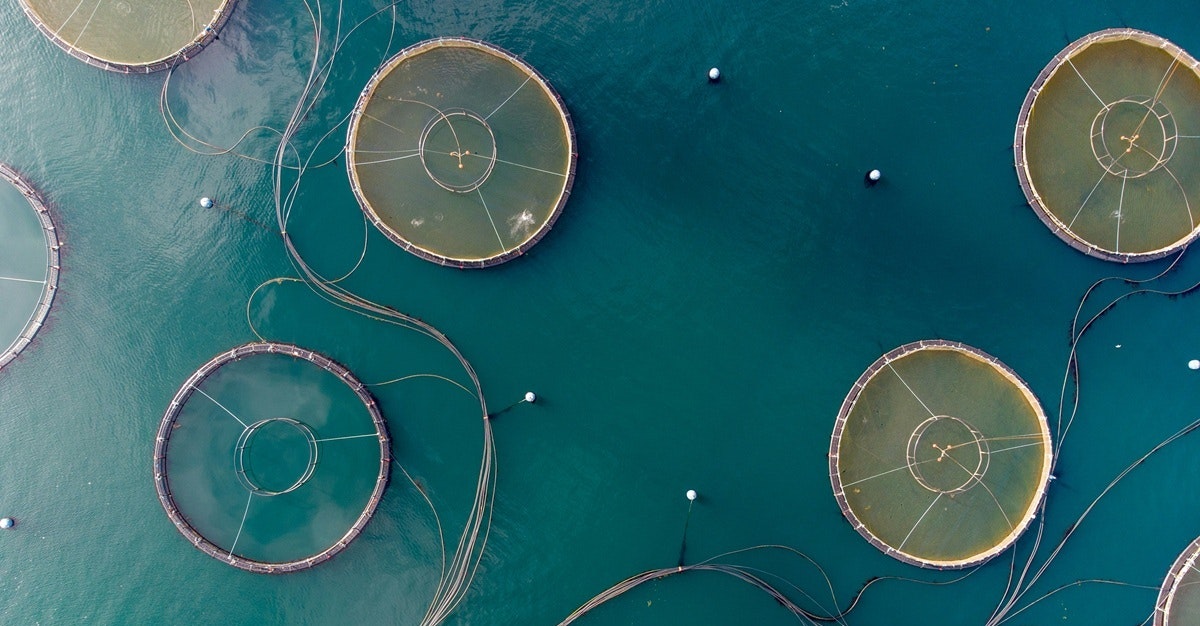 A Practical Guide to Operational Welfare Indicators (OWIs) in Aquaculture
