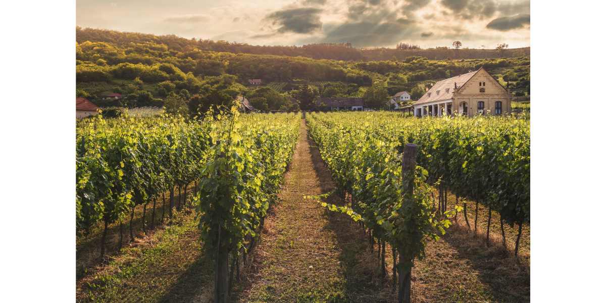 Estimation terrain non constructible vendre viticole