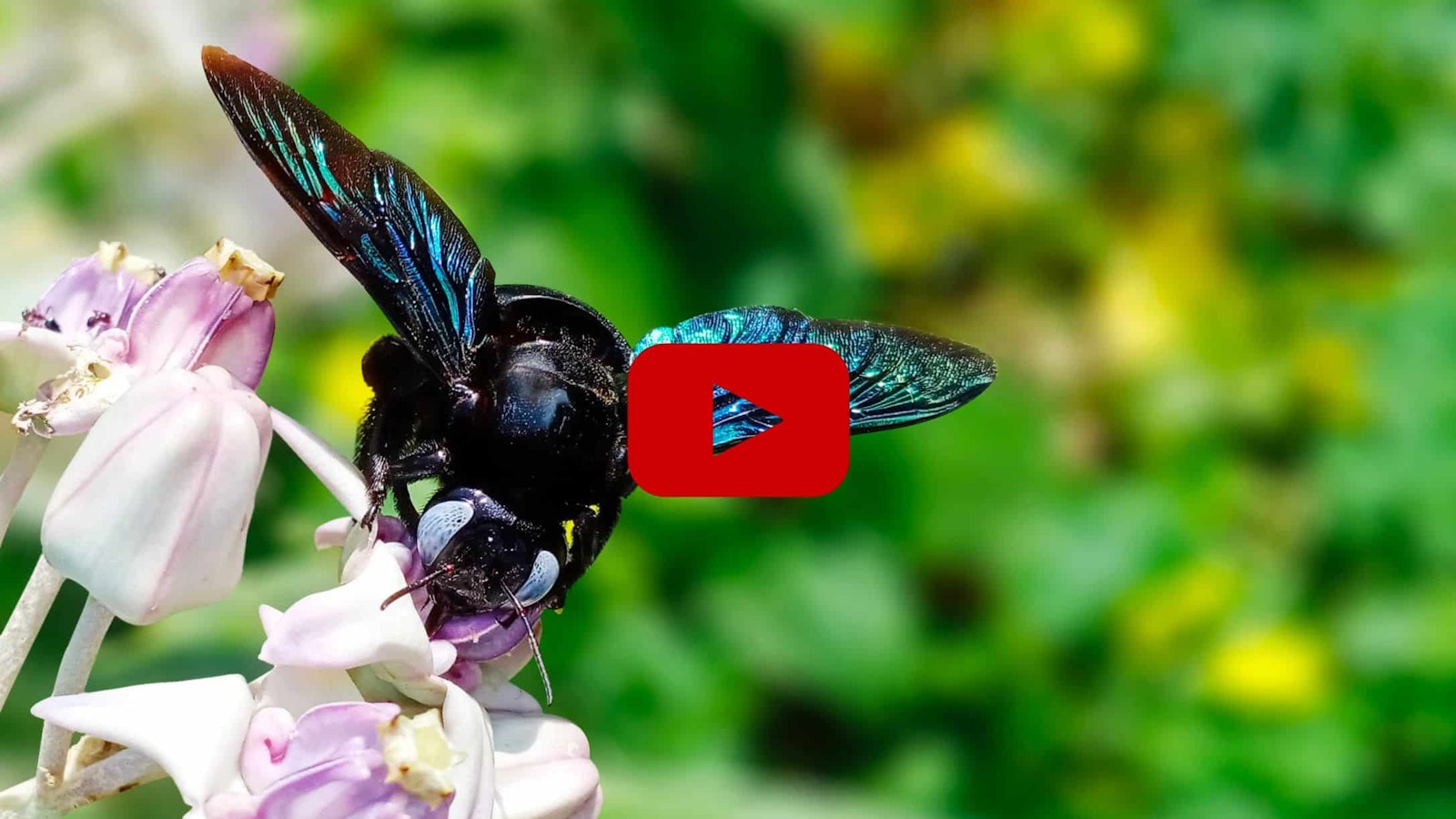 Ces insectes qui changent de couleur sous la pluie