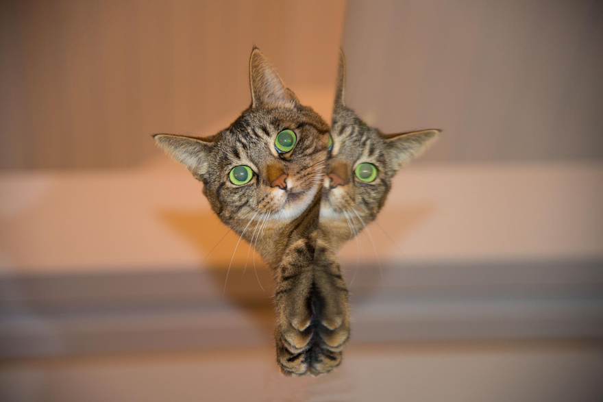 Picture of a cat with its own reflection visible in a mirror