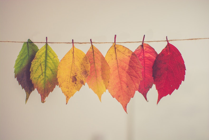 Leaves changing colors on clothesline