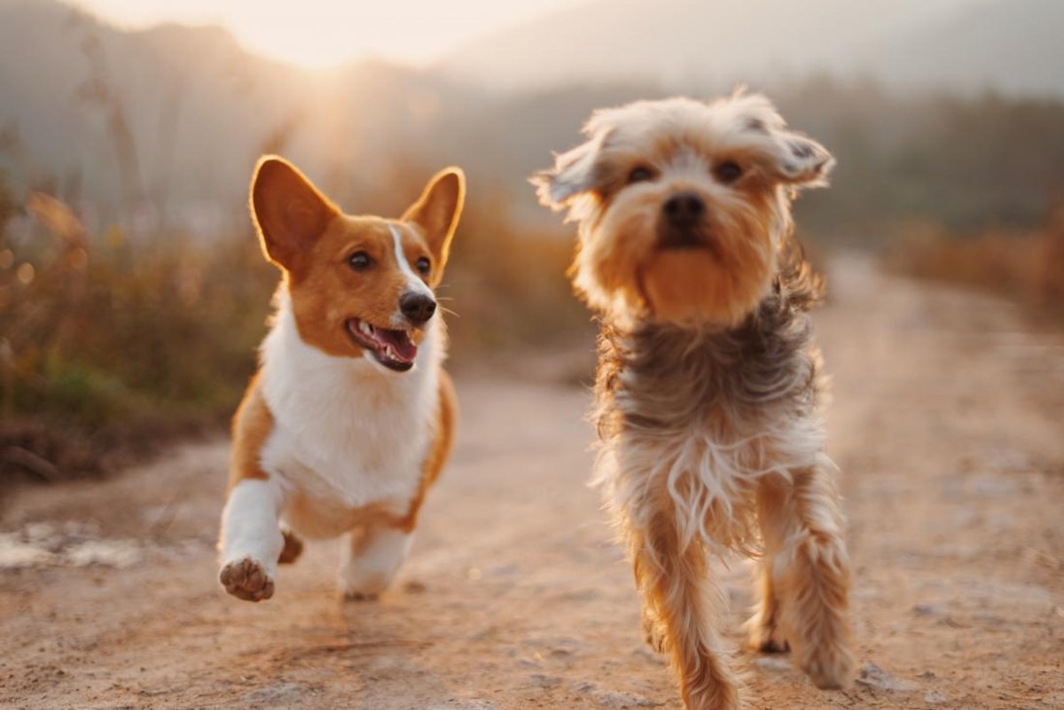 corgi-and-terrier-running.jpg